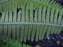 Image de Dicranopteris linearis (Burm. fil.) Underw.