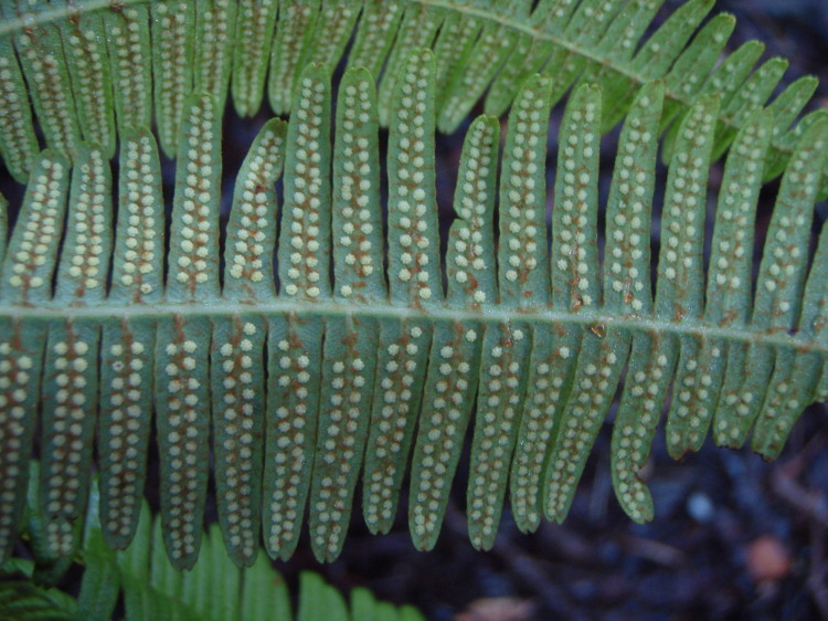 Plancia ëd Dicranopteris linearis (Burm. fil.) Underw.