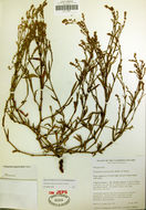 Image of Polygonum argyrocoleum Steud. ex G. Kunze