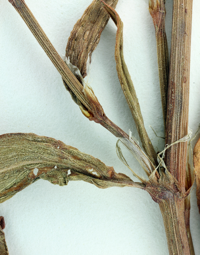 Image of Polygonum argyrocoleum Steud. ex G. Kunze