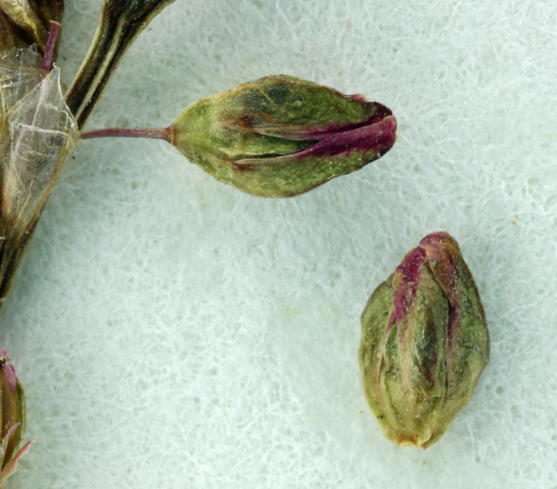 Image of Polygonum argyrocoleum Steud. ex G. Kunze