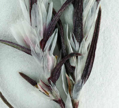 Image of Bidwell's knotweed