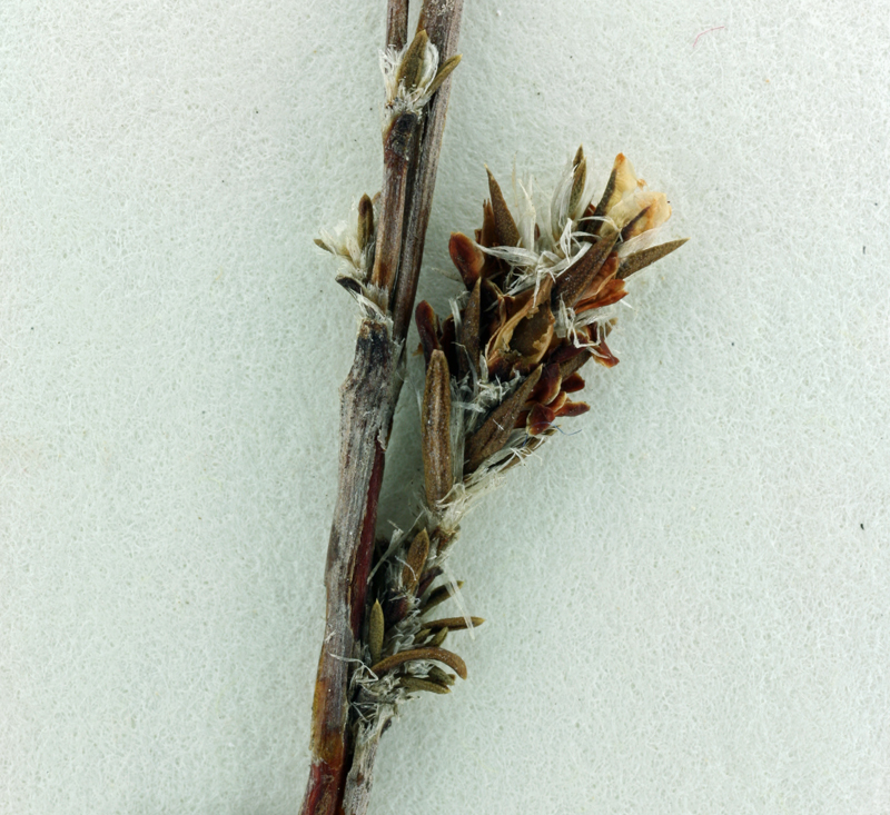 Image of Bolander's knotweed