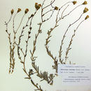 صورة Anisocarpus scabridus (Eastw.) B. G. Baldwin