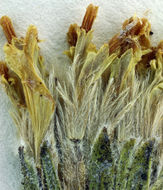 Image of leafy raillardiopsis
