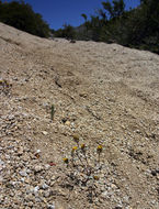 Image of California mountainpincushion
