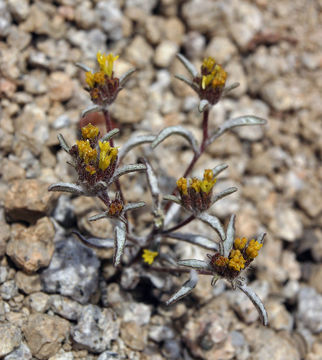 Imagem de Orochaenactis thysanocarpha (A. Gray) Coville