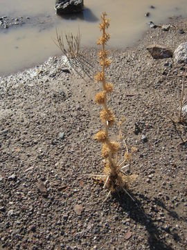 Image of <i>Oxystylis lutea</i>