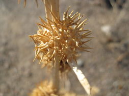 Image of <i>Oxystylis lutea</i>