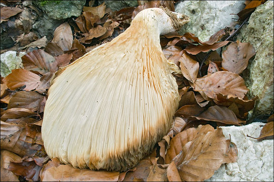 Image of Pleurotus dryinus (Pers.) P. Kumm. 1871