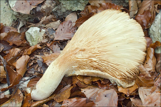 Image of Pleurotus dryinus (Pers.) P. Kumm. 1871