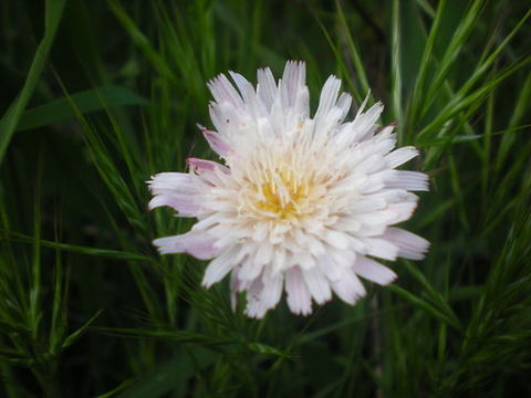 Image de Malacothrix saxatilis (Nutt.) Torr. & A. Gray