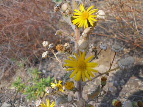 Слика од Heterotheca grandiflora Nutt.