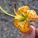 Image of Humboldt lily