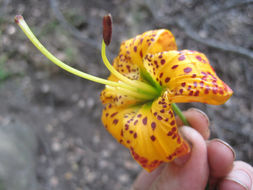 Lilium humboldtii W. Bull resmi