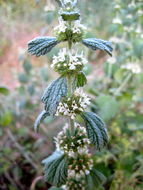 Image of horehound