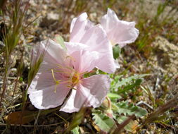 Imagem de Oenothera deltoides Torr. & Frem.