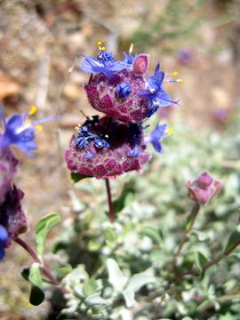 Plancia ëd Salvia dorrii (Kellogg) Abrams