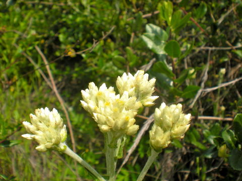 Слика од Pseudognaphalium canescens (DC.) A. A. Anderberg