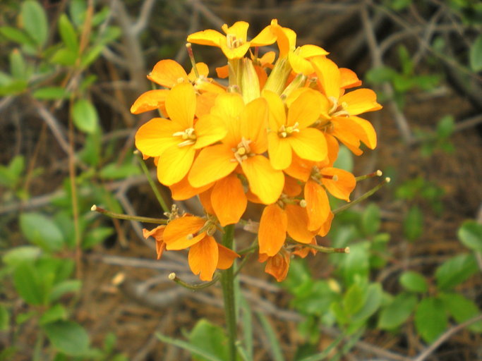 Image of sanddune wallflower