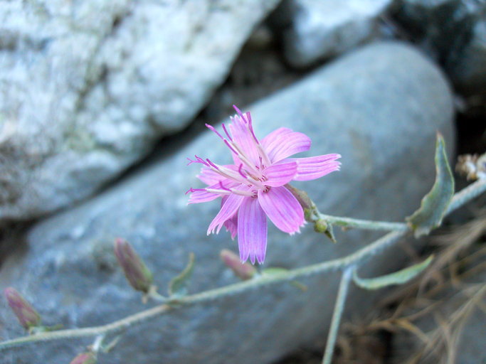 Image of chicoryleaf wirelettuce