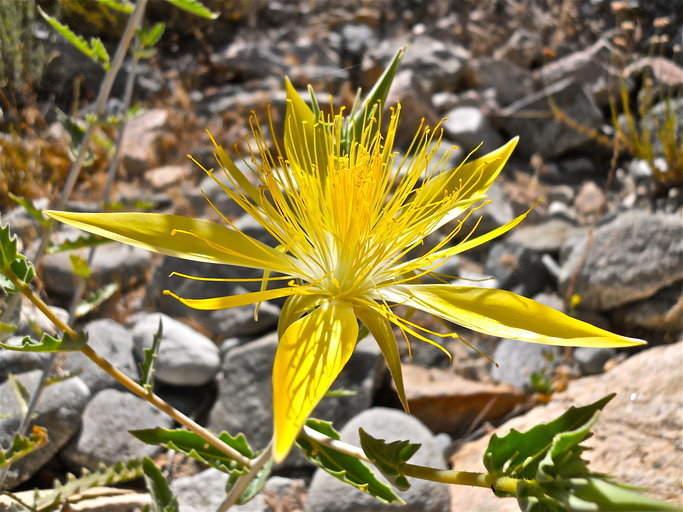 Image of giant blazing star