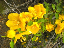 Sivun Fremontodendron californicum (Torr.) Coult. kuva