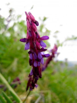 Imagem de Vicia villosa subsp. varia (Host) Corb.