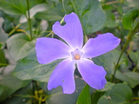 Image of Greater Periwinkle