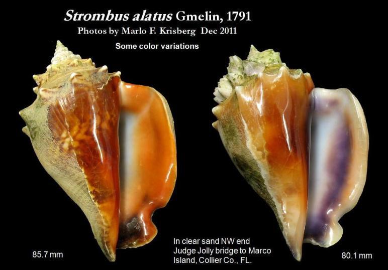 Image de Strombus alatus Gmelin 1791