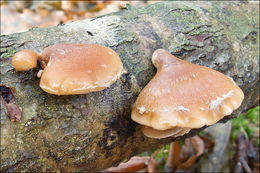 Image of Tectella patellaris (Fr.) Murrill 1915