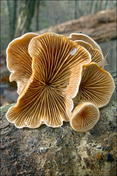 Image of Tectella patellaris (Fr.) Murrill 1915