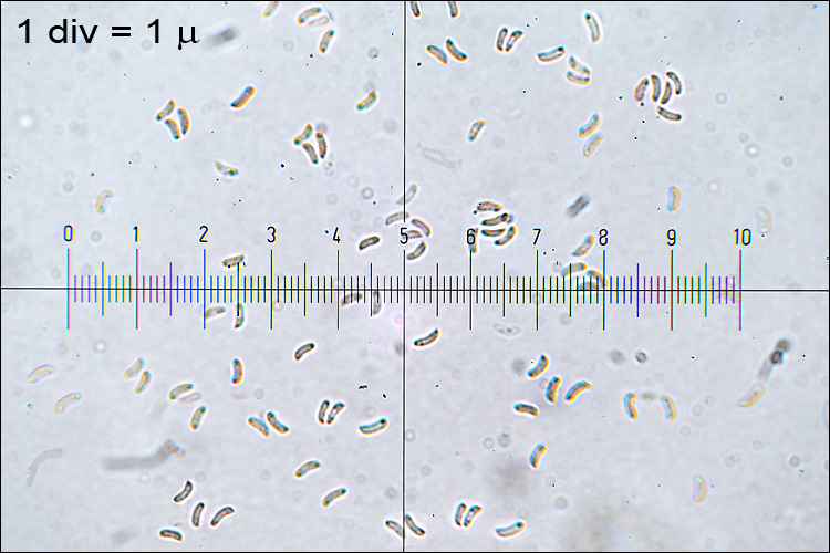 Image of Tectella patellaris (Fr.) Murrill 1915