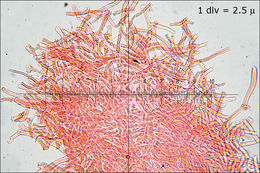 Image of Tectella patellaris (Fr.) Murrill 1915