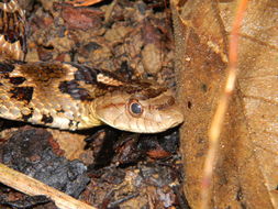 Image of False Fer-de-lance