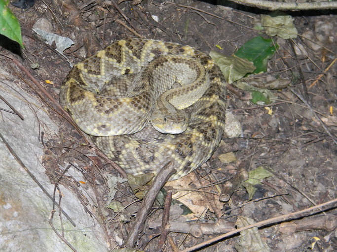 Image of Central American Rattlesnake