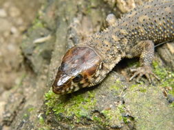 Image of Yellow-spotted Night Lizard