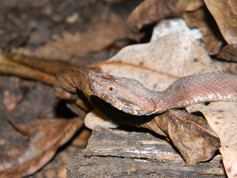 Image of Hognosed Pit Viper