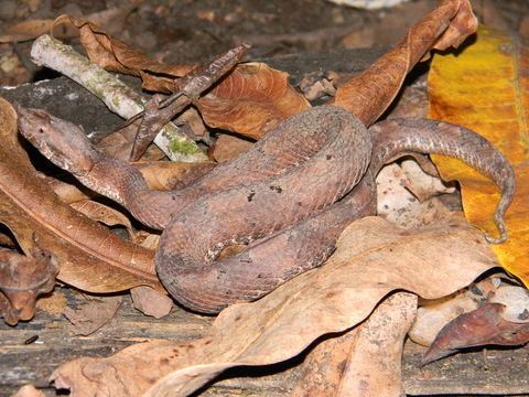 Image of Hognosed Pit Viper