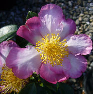 <i>Camellia sasanqua</i> resmi