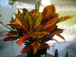 Image of garden croton