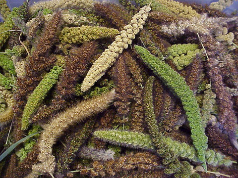 Image of Foxtail millet