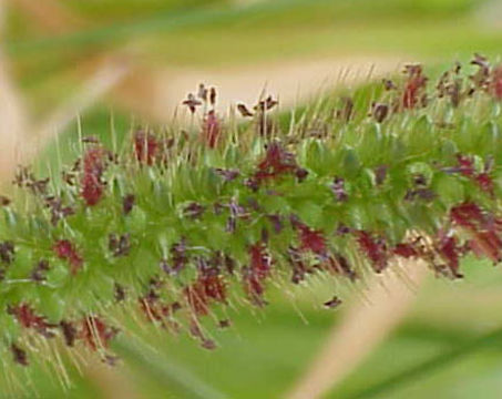 Image of <i>Setaria glauca</i>