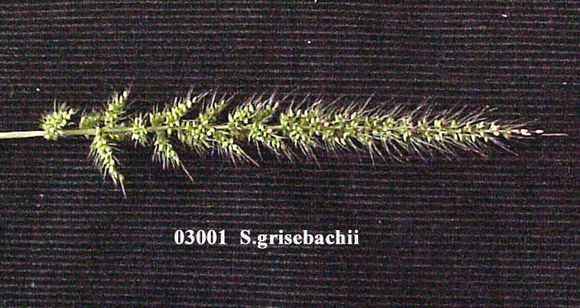 Image of Grisebach's bristlegrass