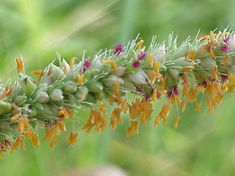 Image of Vlei bristle grass