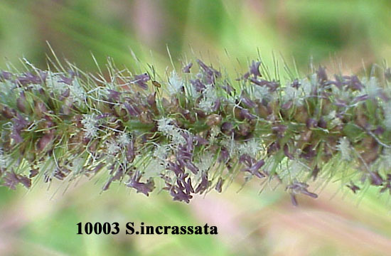 Image of Vlei bristle grass