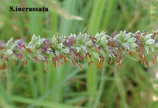 Image of Vlei bristle grass