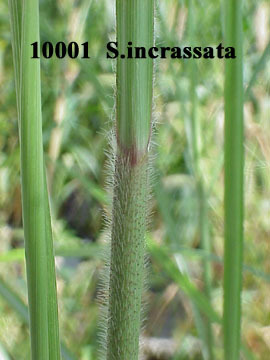 Image of Vlei bristle grass