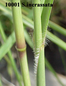 Image of Vlei bristle grass