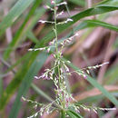 Image of Setaria longiseta P. Beauv.